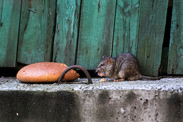 A large Rat or Rattus eats bread on the street of city.