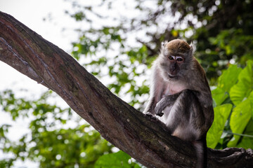 a monkey on a tree, close up