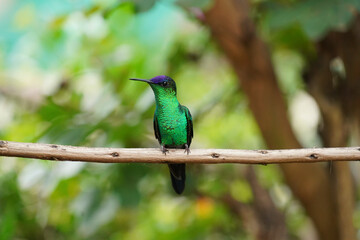 Violet-capped Woodnymph Hummingbird on a branch