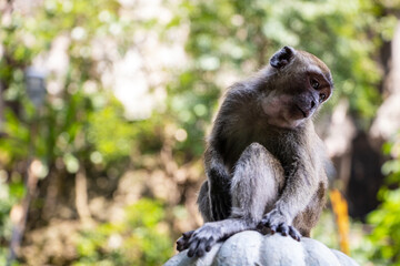 a monkey on a tree, close up
