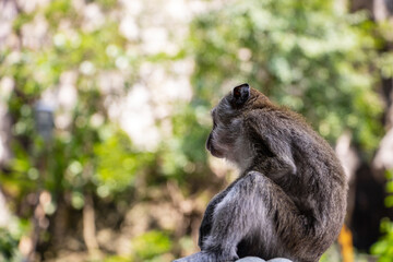 Naklejka na ściany i meble a monkey on a tree, close up
