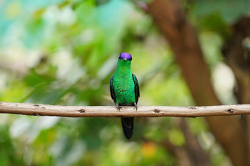 Violet-capped Woodnymph Hummingbird on a branch