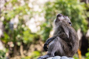 a monkey on a tree, close up
