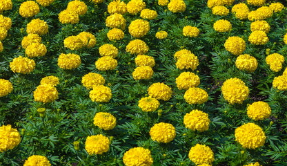 Yellow flowers of saffron on a flower bed (Background, banner, Wallpaper, texture)