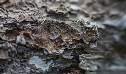 Plum bark (Background, banner, Wallpaper, texture)