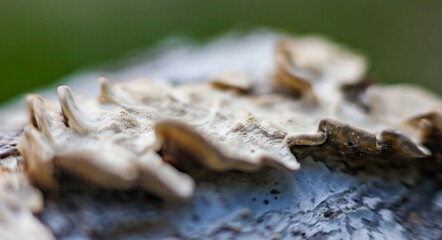 Mushrooms on plum bark (Background, banner, Wallpaper, texture)