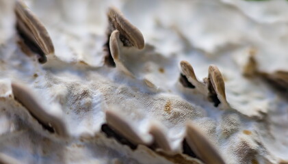 Mushrooms on plum bark (Background, banner, Wallpaper, texture)
