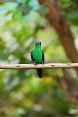 Violet-capped Woodnymph Hummingbird on a branch