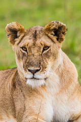Young lioness  in the Masai Mara