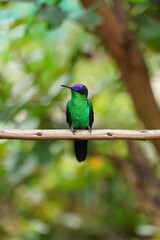 Violet-capped Woodnymph Hummingbird on a branch