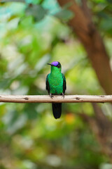 Violet-capped Woodnymph Hummingbird on a branch