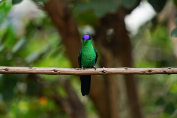 Violet-capped Woodnymph Hummingbird on a branch