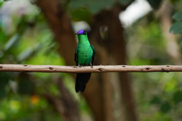 Violet-capped Woodnymph Hummingbird on a branch