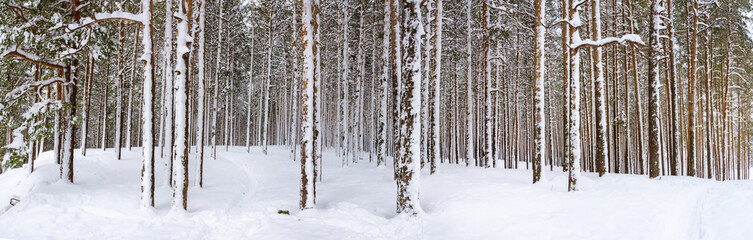 panorama of a snow-covered pine forest, winter landscape