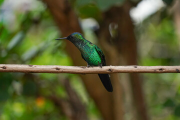 Violet-capped Woodnymph Hummingbird on a branch