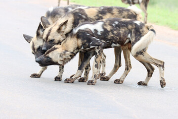 Naklejka premium Kruger National Park: pack of wild dogs bonding by mutual licking and head rubbing