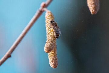 The bee is looking for pollen on a hazel flower in early spring. 