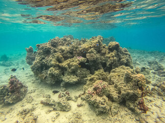 Naklejka na ściany i meble Patate de corail, lagon à Maupiti, Polynésie française