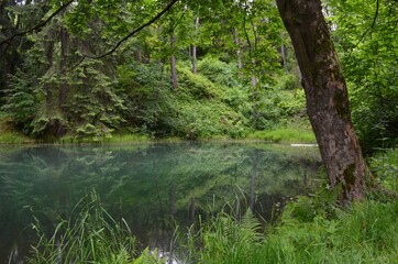 an artificial lake called tajch, surrounded by a spring green forest reflected in the blue surface of the water and a leaning tree trunk, Banská Štiavnica