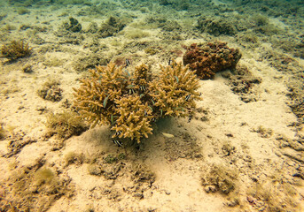 Fototapeta na wymiar Poissons de récif, lagon de Maupiti, Polynésie française