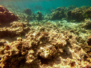 Naklejka na ściany i meble Récif de corail du lagon de Maupiti, Polynésie française