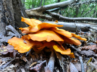 mushrooms in the forest