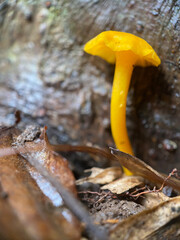 mushrooms on a tree