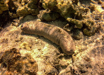 Concombre de mer, lagon de Maupiti, Polynésie française