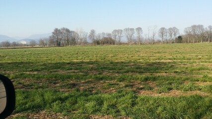 prato con alberi