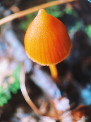 mushroom on a tree