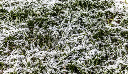 Drizzle on green grass (Background, banner, Wallpaper, texture)