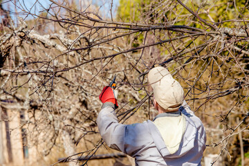 Man pruning cutting apple fruit tree branches in spring outdoors in sunny day.
