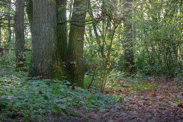 Fototapeta premium footpath in the woods