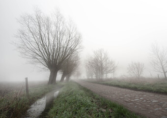 road in the fog with  pollard willows © Katrien Buysse