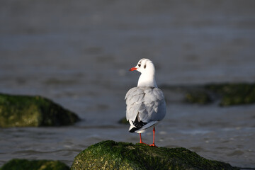 Black-headed gull standing on the rocks on the coast of Katwijk aan zee.