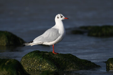 Fototapeta na wymiar Black-headed gull standing on the rocks on the coast of Katwijk aan zee.