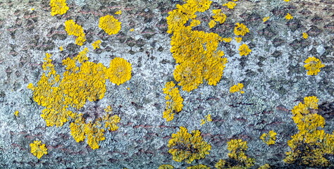 Yellow spots of lichen on the bark of aspen closeup