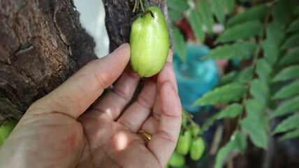 Averrhoa bilimbi It has a fresh green sour taste.