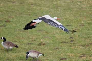 Fliegender Storch