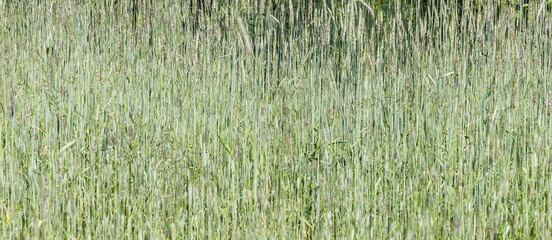 Background of tall grass close-up in summer