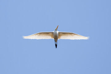 Image of cattle egret flying in the sky. Bird, Wild Animals.