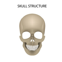 Human skull. realistic vector illustration, medicine