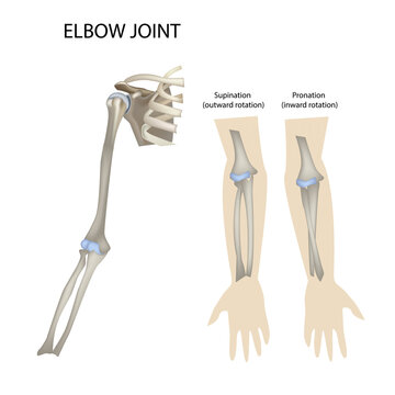 Arm supination and pronation vector illustration. Labeled