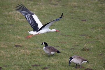 Fliegender Storch