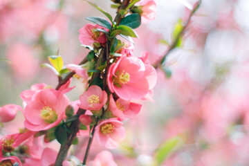 Fototapeta na wymiar Spring pink flowers in the garden - cherry tree blossom