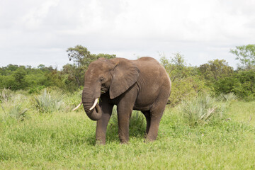 Fototapeta na wymiar Kruger National Park: elephant grazing on lush summer growth