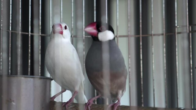 Close-up panning shot of Java sparrows in birdcage - Suzhou, China