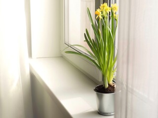 Hello spring. Waiting for spring. Home interior easter decoration. Yellow blooming daffodils in an aluminum pot on a windowsill. Spring  background space for text