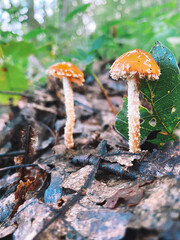 mushroom in the forest