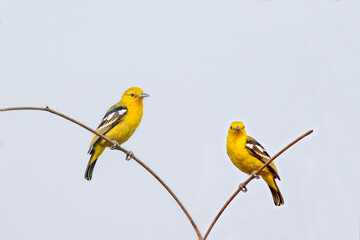 Image of Common Iora  bird on a branch on nature background. Animal. Bird.